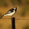 Popelacek cernobily - Grallina cyanoleuca - Magpie-lark 8572-1